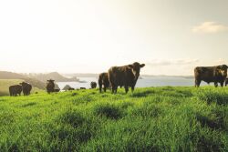 Silver Fern Farms