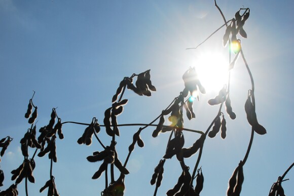 CBOT soybean futures slumped on Monday, as traders jockeyed for position on what is shaping up to be a large U.S. harvest and ahead of a U.S. production forecast this week that is expected to be bearish. 