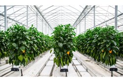 pure-hot-house-peppers.jpg