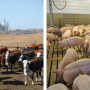 Cattle and hog feeding