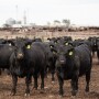 Feedlot