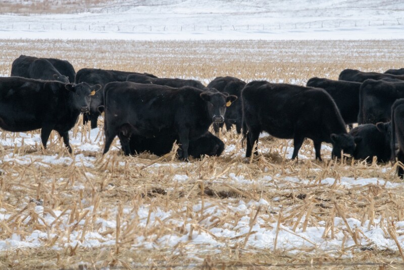 Grazing Cows on Cornstalks.TroyWalz