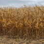 The 2019 harvest story is far from over. Normally, harvest would be close to wrapping up, instead, snow covered corn fields are a common sight in some states. So, just how will USDA count those bushels in January? 
