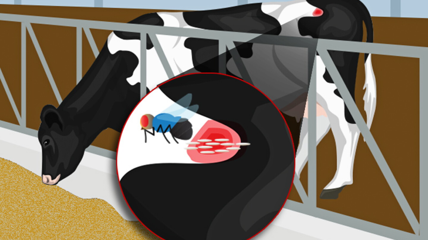 New World Screwworm Has Landed: What Dairy Farms Need to Prepare For