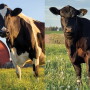Cow Appreciation Day