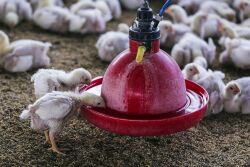 Bloomberg_India_Chickens.jpg