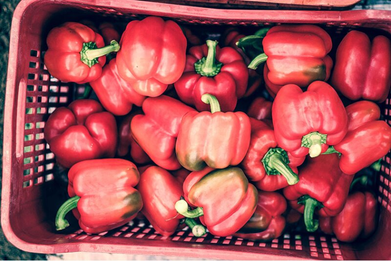 Vancouver, British Columbia-based The Oppenheimer Group anticipates an increase in volume this season, especially with its organicbell  pepper crops, says Aaron Quon, executive category director of greenhouse.