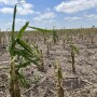 Corn fields that had tassels and stood 6 feet tall were hit by severe hail nearly three weeks ago in Sharon Springs, Kan. 