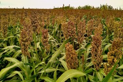 Generally, farms will wait for forage sorghum to go to seed and dry down to an acceptable moisture prior to harvest. 