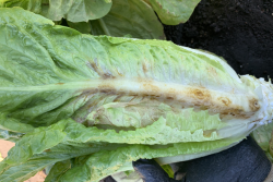 This head of romaine lettuce showing damage from the Impatiens Necrotic Spot Virus (INSV) in the Salinas Valley earlier this season.
