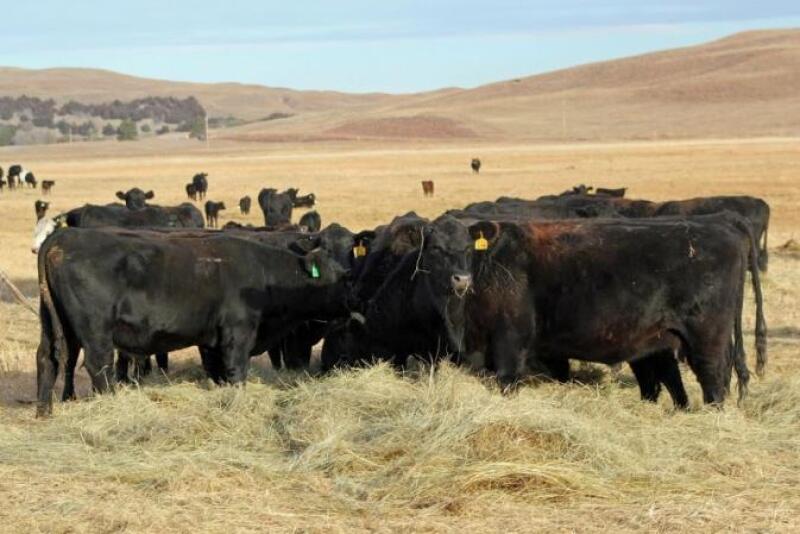  Branded programs draw ranchers closer to consumers.