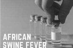 ASF Vaccine