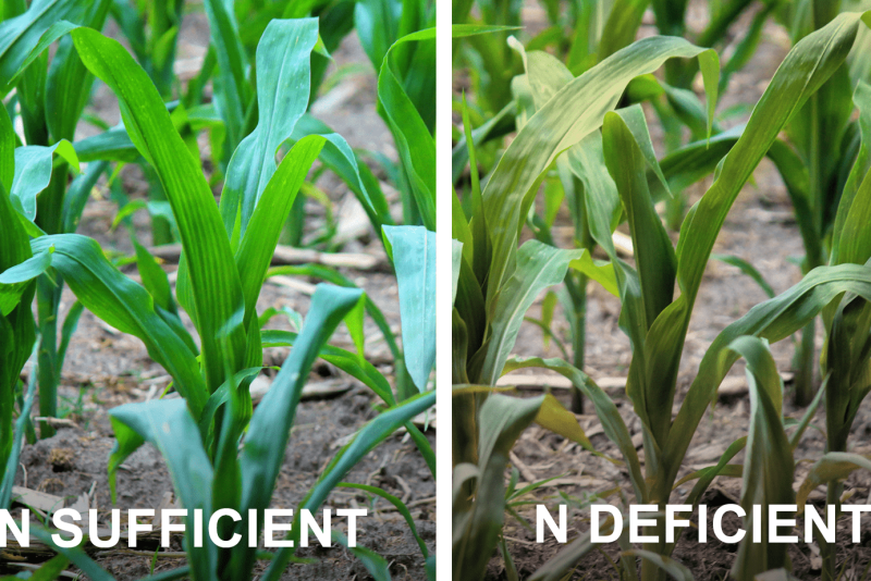 Nitrogen Deficiency In Corn Causes Symptoms And Impact On Yield AgWeb nitrogen-deficiency-in-corn-causes-symptoms-and-impact-on-yield-agweb