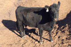 A cow stands over her calf, killed in the fire at the Grigsbys’ ranch.