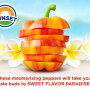 Mastronardi Produce's Sunset-brand Aloha peppers are competing in the Best New Vegetable Product category of the United Fresh Produce Association's Innovations Awards during the association's June 25-27 show in Chicago.