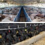 Pigs and cattle