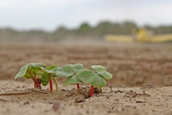 cotton_seedling_chris_bennett