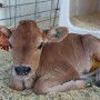 Jersey calf with ear tag