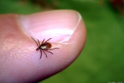 Deer Tick