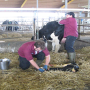 Newborn calve.