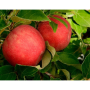stemilt honeycrisp
