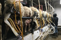 DT_Dairy_Sheep_Milking