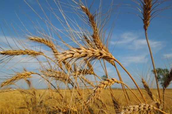 wheat_in_the_field.jpg