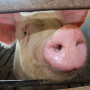 Pig Looking Through Pen