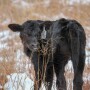 Calf-Walz-IMG_0318_0 (1).jpg