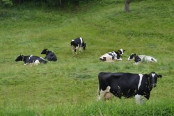 DT_German_Cows_Grazing