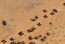 Australia_Cattle_Station