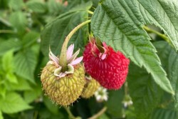 Raspberries in a field