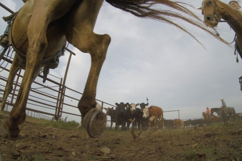Get a behind the scenes view of shipping cattle from the Youngmeyer pens in the southern Flint Hills of Kansas (Note: scroll down below for video).