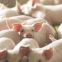 Feeder Pigs