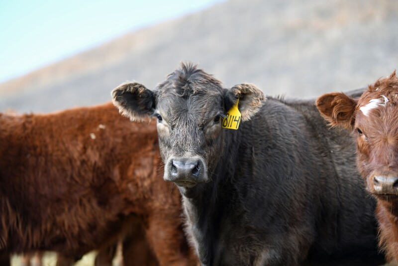 Nalivka: The Cost of Running Cows and Your Breakeven Price Drovers