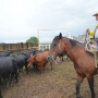 BT_Shipping_Stocker_Cattle_1