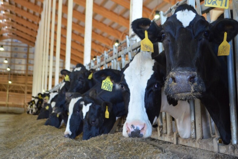 Holstein Cows Feedbunk Eating_Maureen Hanson