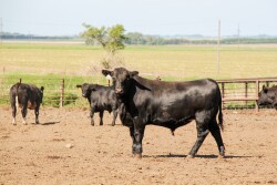 Liver abscesses cost $60 million