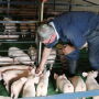 pig farmer