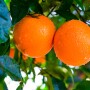 heirloom navel progressive
