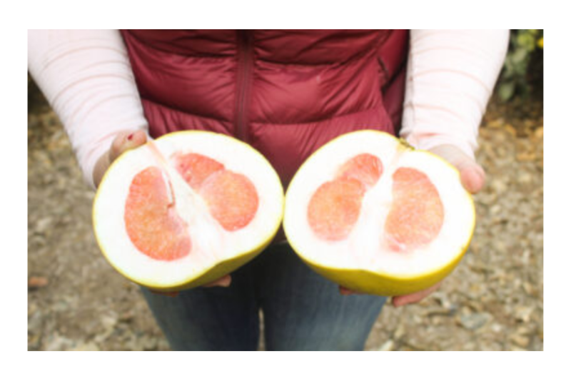 Pummelos are just one of the specialty citrus varieties from Bee Sweet Citrus.