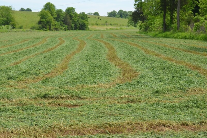Hay Swath
