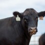 CAB-Cattle.jpg