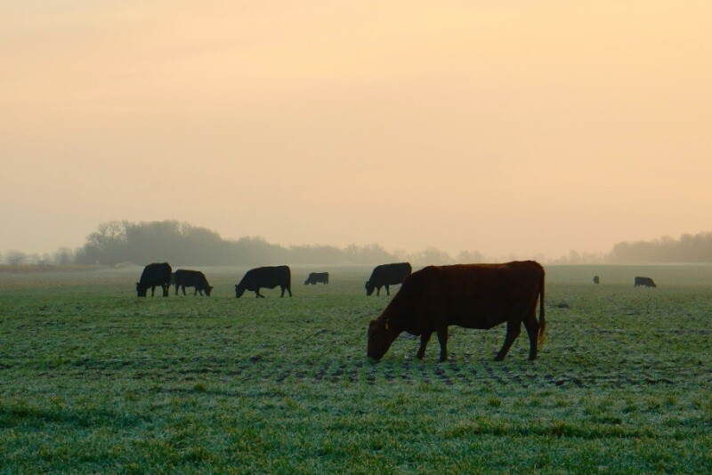 Cows grazing wheat