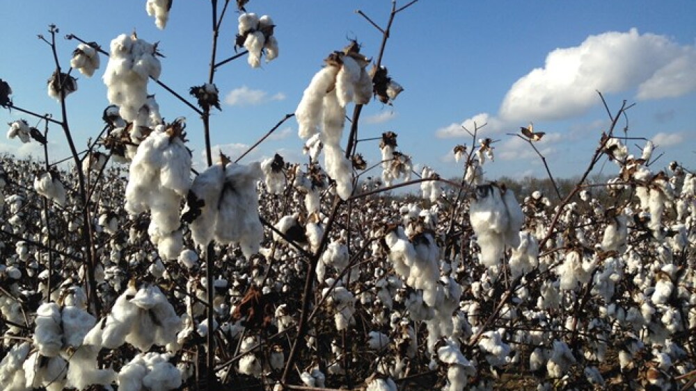 cotton_for_cotton_story