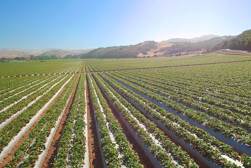 Strawberries grow for Naturipe Farms in California.