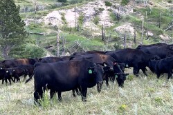 NEcows.jpg