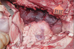 ruminal tympany or bloat feedlot 