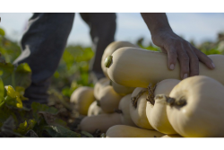 butternut