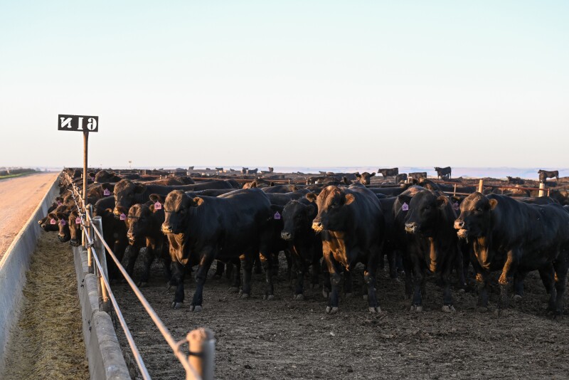 Neb Feedyard CAB